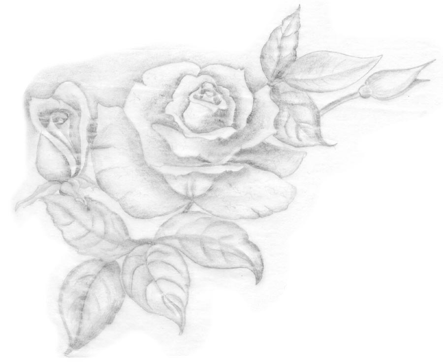 Rose for Wedding Invitation
